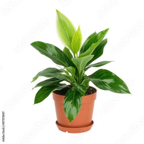 Green Plant in a Brown Pot Placed on a White Background With Bright Green Lea...