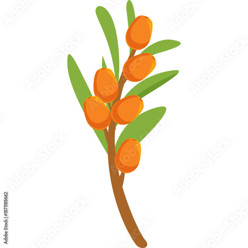 Illustration of Sea Buckthorn Berries