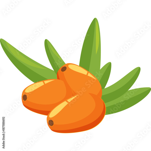 Illustration of Sea Buckthorn Berries with Leaves