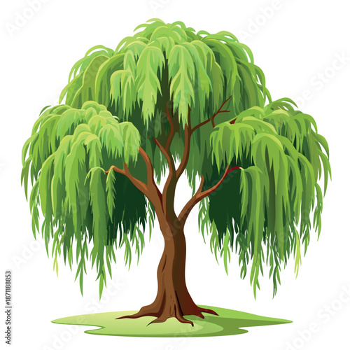 A lush green willow tree with long, drooping leaves and a thick brown trunk, illustrated in a clean,