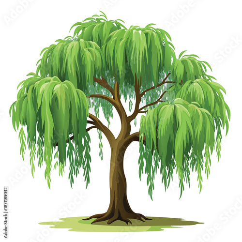 A lush green willow tree with long, drooping leaves and a thick brown trunk, illustrated in a clean,