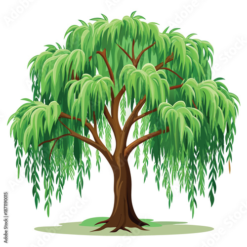 A lush green willow tree with long, drooping leaves and a thick brown trunk, illustrated in a clean,