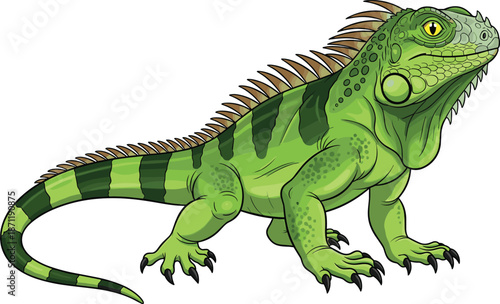 Detailed green iguana vector illustration of a tropical lizard reptile with scales and spikes isolated on white background for nature design