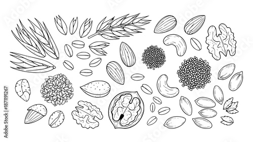 Vector illustration of whole grains, oats, nuts and seeds, healthy diet concept, line art style, isolated on white background