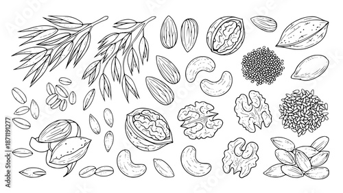 Vector illustration of whole grains, oats, nuts and seeds, healthy diet concept, line art style, isolated on white background