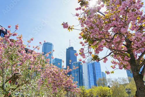 Wallpaper Mural A large skyline panorama of Frankfurt am Main in spring. Sakura blossoms. Torontodigital.ca