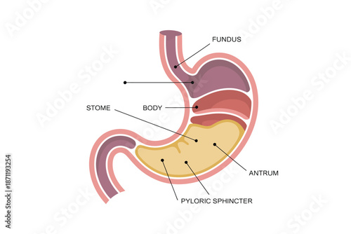 A detailed illustration of the human stomach with labeled parts