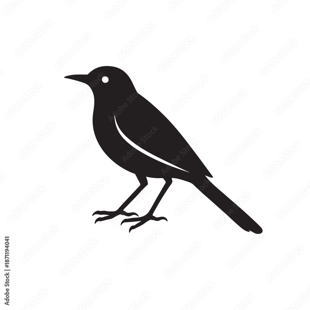 Obraz premium Northern Mockingbird