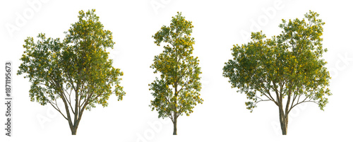 Bild auf Leinwand Xanthostemon chrysanthus (Golden Penda, Golden Myrtle) isolated PNG on a transpa