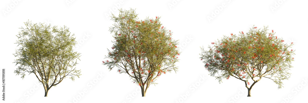 Fototapeta premium Grevillea banksii (Red Silky Oak, Dwarf Red Grevillea) Isolated PNG on a Transparent Background Premium Nature Cutout