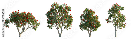 Foto Spathodea campanulata (African Tulip Tree, Flame of the Forest) isolated PNG on