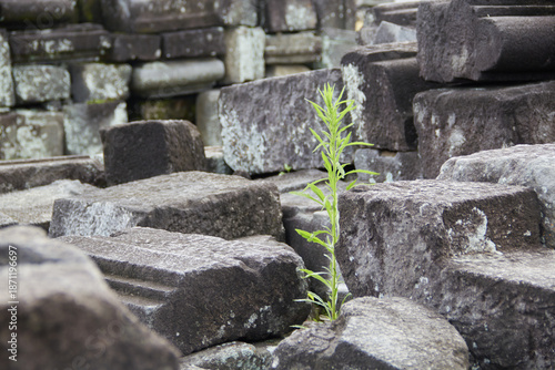 Plant on old stone rubble 
