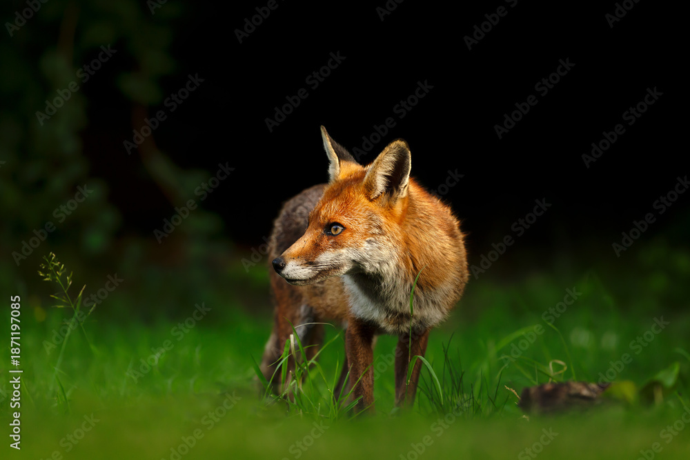 Obraz premium Red fox standing on green grass in meadow