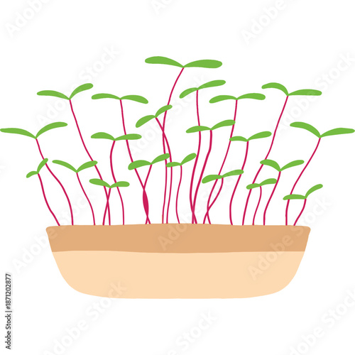 Microgreens growing in a pot