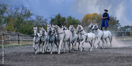 Puszta, Hungary – October 10, 2025 : Riding demonstration, Rider standing on the last two horses of a galloping horse team, Puszta, Hungary