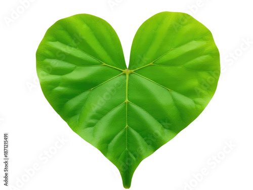 A single green leaf with a heart shape on a white background, ideal for Valentine's Day or love-themed designs