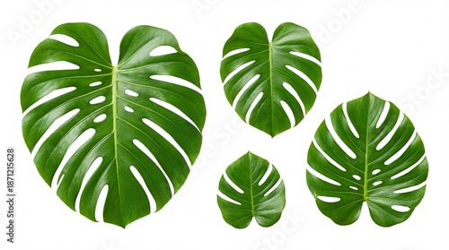 Collection Of Tropical Monsters Delicious Leaves Isolated On White