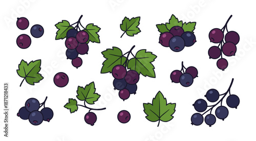Blackcurrant fruit and leaves flat vector illustration set