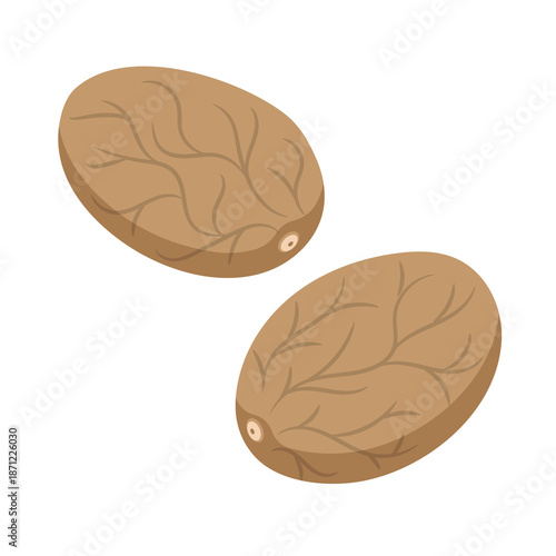 Hand Drawn Botanical Vector Illustration of Nutmeg (Myristica fragrans) with Seed and Fruit Details