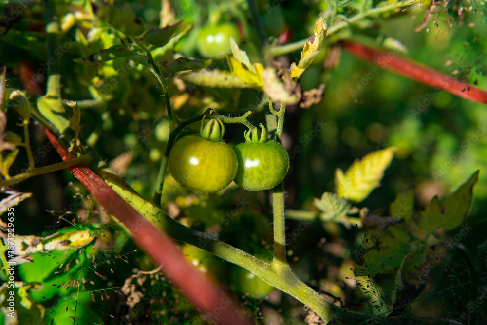 Fototapeta premium ripe cherry tomatoes