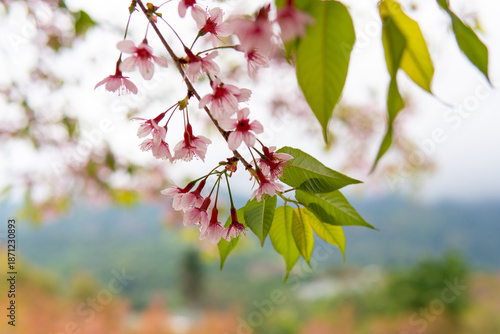 cherry blossom in spring