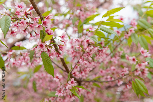 pink cherry blossom in spring