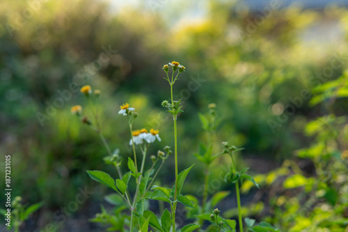 wild flowers in the field