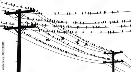 Silhouette flock of birds perched on power lines against white background electricity