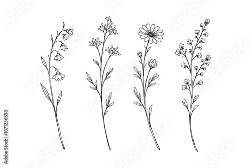 Elegant botanical line art: minimalist wildflower collection in black and white