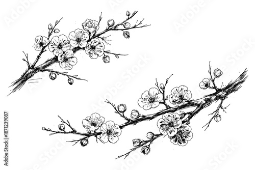 Hand drawn cherry blossoms and buds on branches in black and white