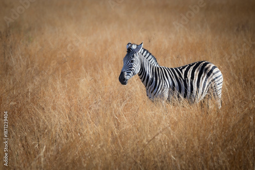 Plains Zebra Standing in Tall Dry Grass at Pilanesberg National Park