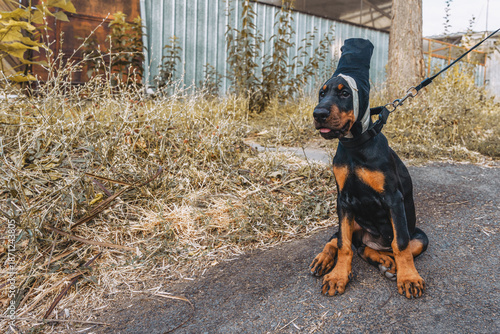 Cuadro en lienzo A Doberman puppy with cropped ears sits on the pavement