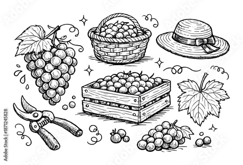 Vintage grape harvest sketch with basket, crate, and vineyard tools