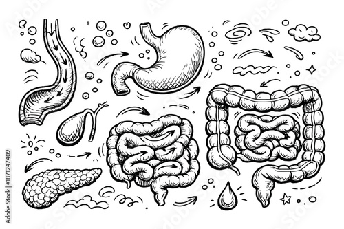 Hand-drawn black and white digestive system diagram with organs and arrows