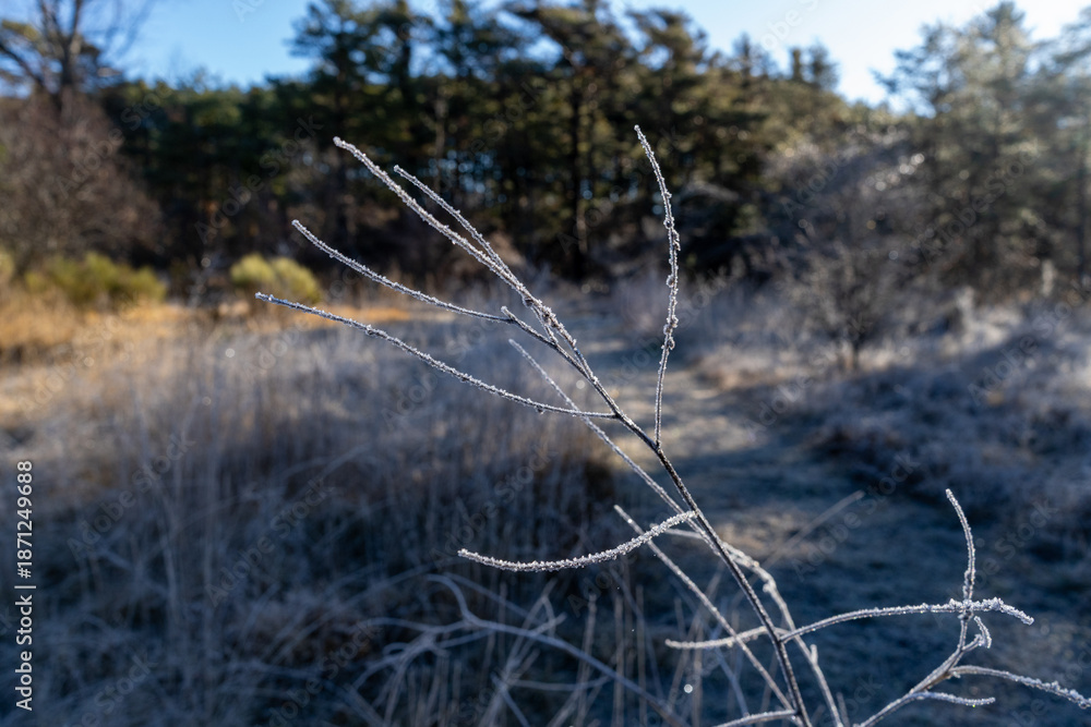Obraz premium Frosty vegetation in green forest. High quality photo