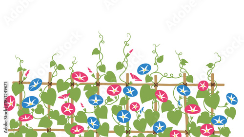 Vibrant blue and pink morning glory flowers and green leaves growing along a traditional horizontal bamboo fence.