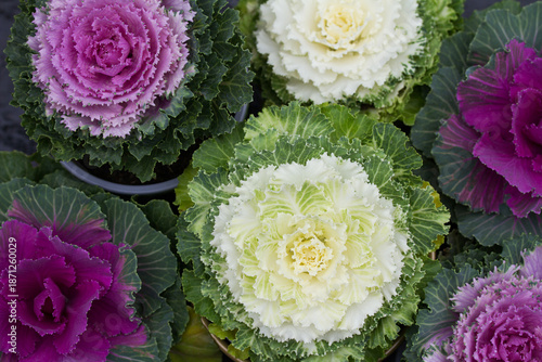 Winter cold weather resistant flower ornamental cabbage.  Colourful foliage that highlight fall and winter landscapes