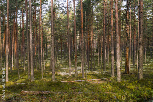 Wallpaper Mural View of a dense forest with tall, slender trees reaching towards the sky, their brown trunks contrasting with the green mossy ground, Lahemaa National Park, Estonia. Torontodigital.ca