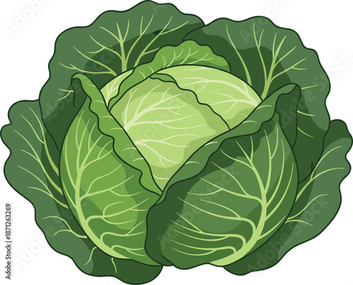 Fresh green cabbage vegetable illustration for healthy food design and organic grocery concepts, cad drawing flat vector illustration on white.