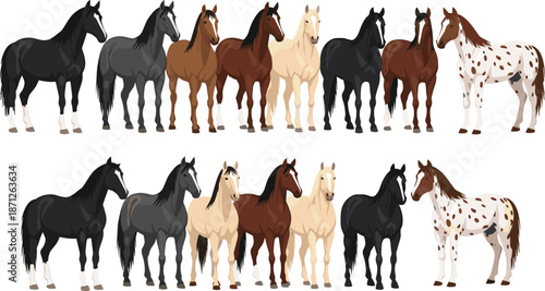 Collection, of, different, horse, breeds, set, featuring, appaloosa, bay, chestnut, black, and, grey, horses, standing, isolated, on, white, background, vector, illustration, silhouettes.