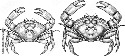 Crab illustration engraving, detailed seafood crustacean drawing, marine animal sketch set, vintage zoological artwork, cad drawing flat vector illustration
