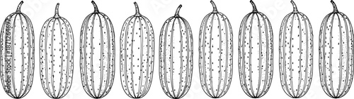 Cucumber vegetable illustration pattern, fresh organic cucumbers sketch, healthy food background, botanical engraving, cad drawing flat vector illustration