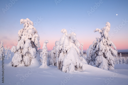 Wallpaper Mural View of snow-laden trees stand like silent sentinels beneath the soft blush of dawn, casting long shadows on the pristine snow, Tolva, Lappi, Finland. Torontodigital.ca