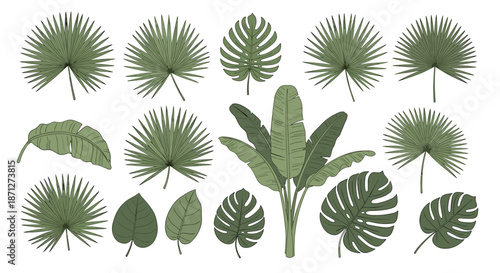 Large collection of hand-drawn green tropical leaves including monstera and various palm fronds for exotic summer jungle designs.