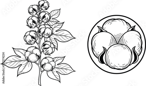 Cotton flower branch and boll vector illustration, set of hand drawn natural raw cotton plant icons, textile industry graphic elements,