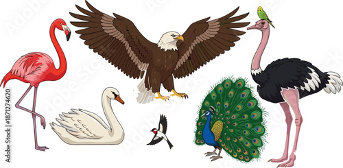 Diverse wild bird vector set, exotic flamingo, majestic bald eagle, elegant swan, ostrich, peacock with feathers, colorful parrot, avian wildlife collection, nature, design.