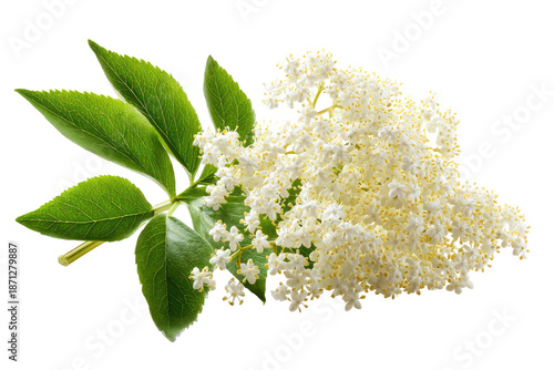 Close-up of elderflower blossoms and leaves