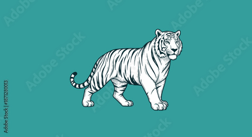 White, striped tiger striding on teal backdrop, outlined image