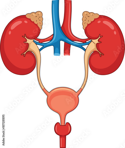 Human urinary system illustration, showing kidneys bladder ureters anatomy diagram isolated on white background, medical education vector healthcare science design