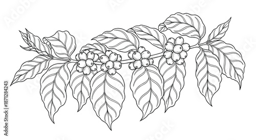 Detailed hand-drawn illustration of a coffee plant branch featuring ripe coffee cherries and lush textured leaves on a white background.